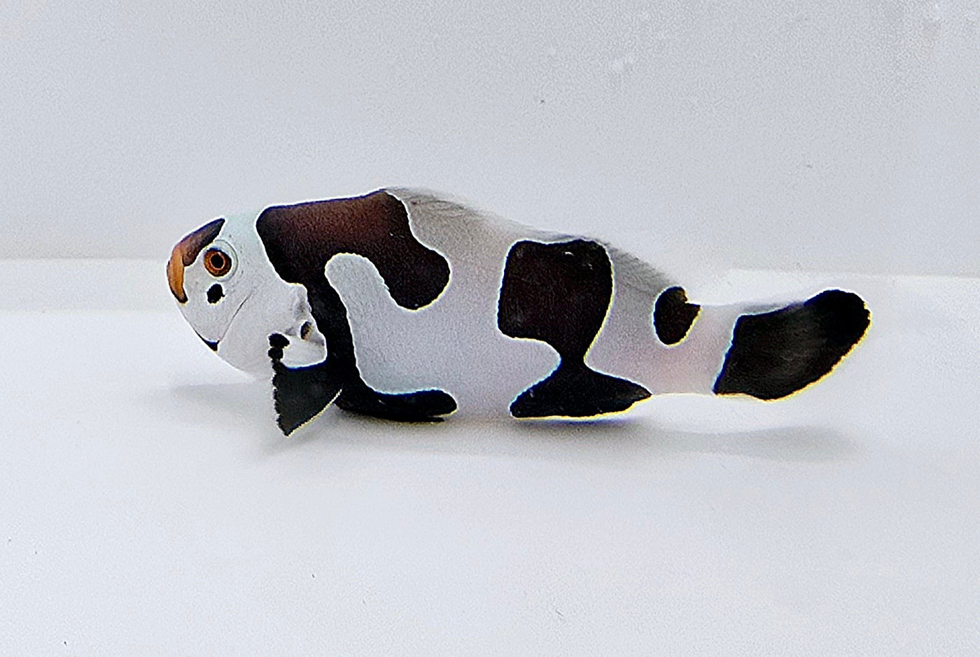 Clownfish Picasso Storm Semi