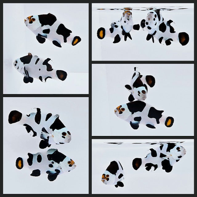 Clownfish Bonded Pair Picasso Storm