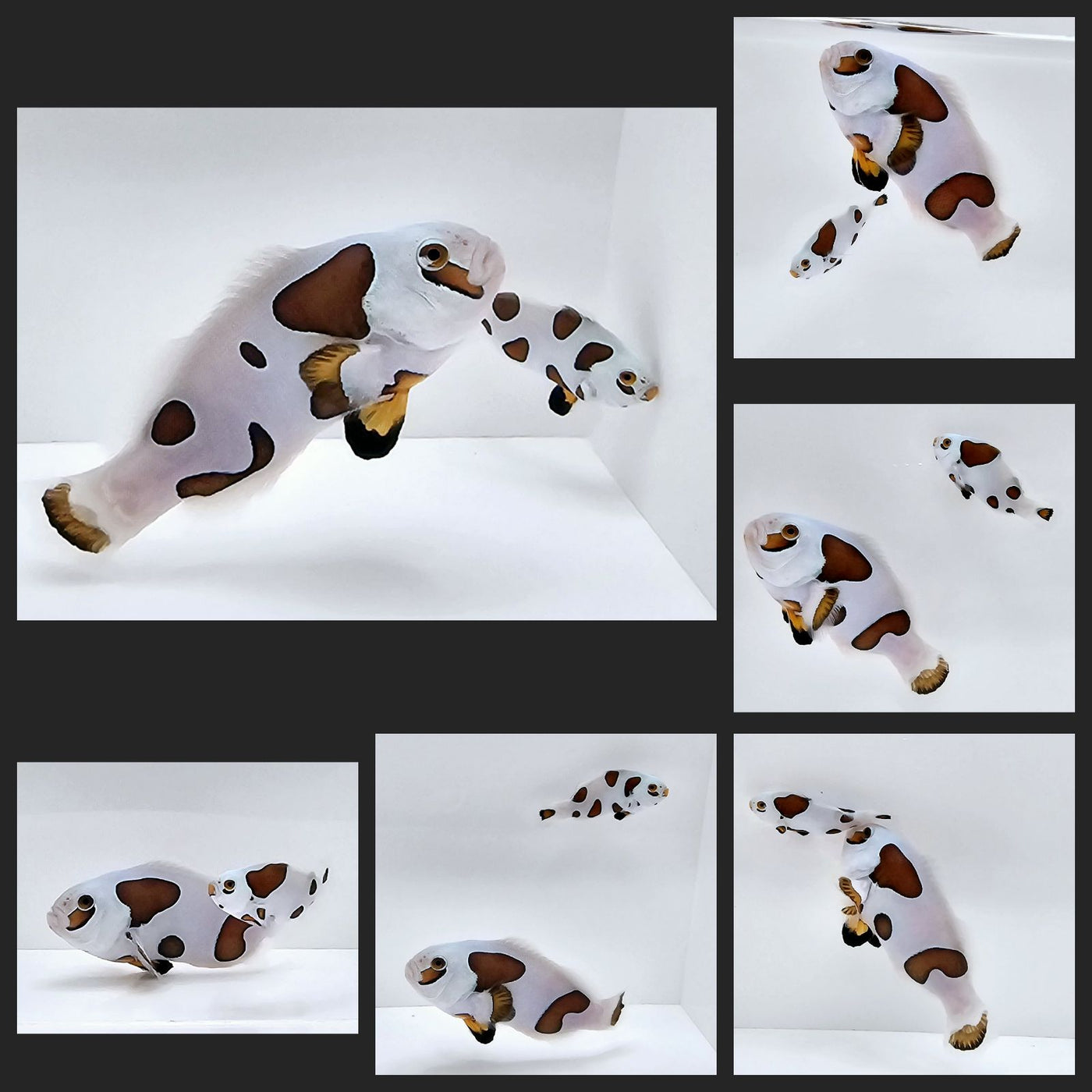 Clownfish Bonded Pair Picasso Storm