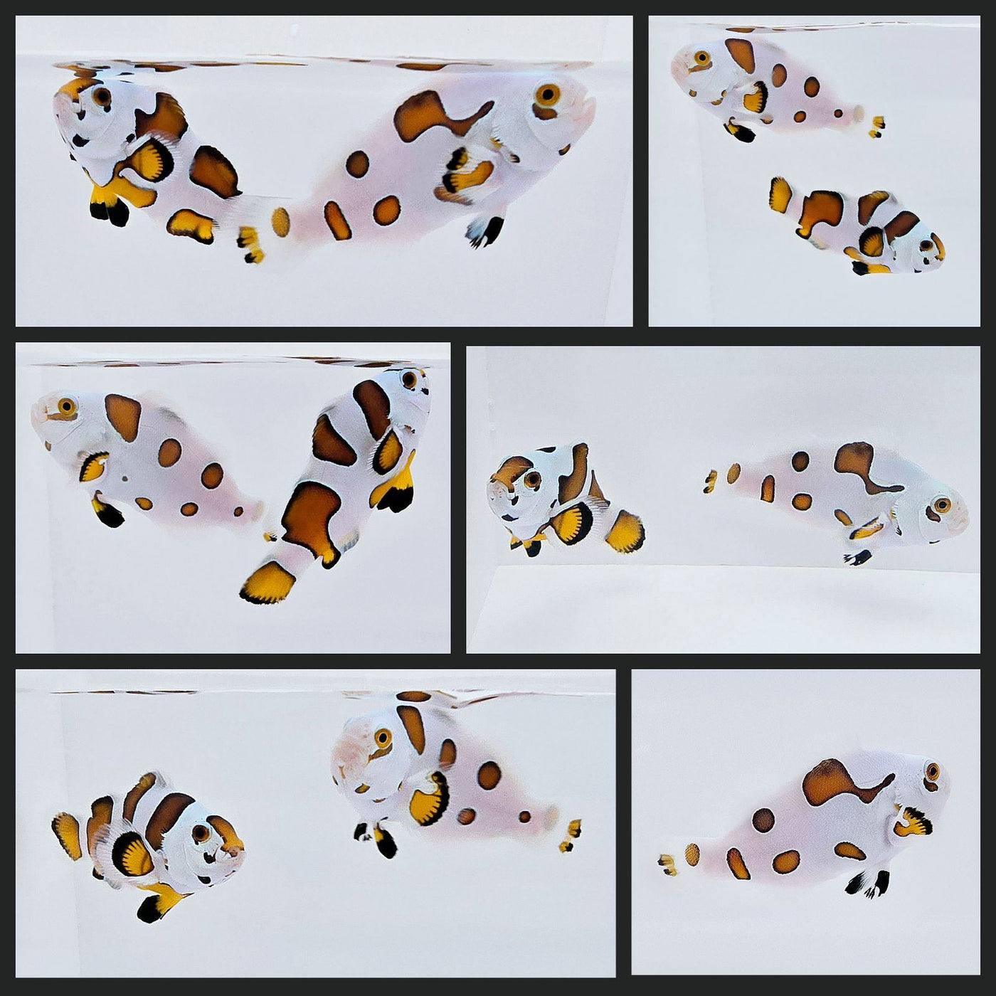 Clownfish Bonded Pair Picasso Storm