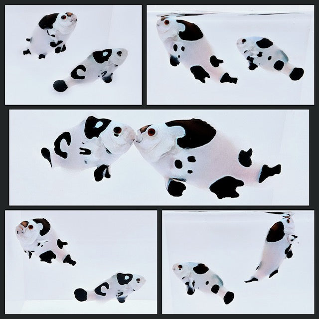 Clownfish Bonded Pair Picasso Storm