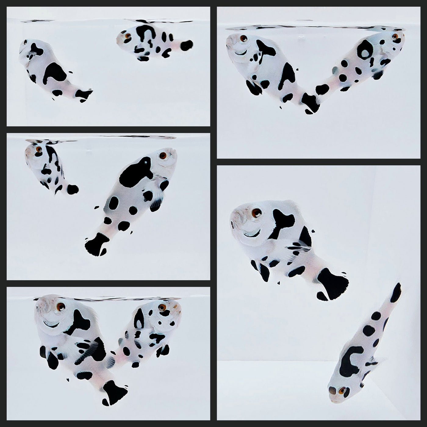 Clownfish Bonded Pair Picasso Storm