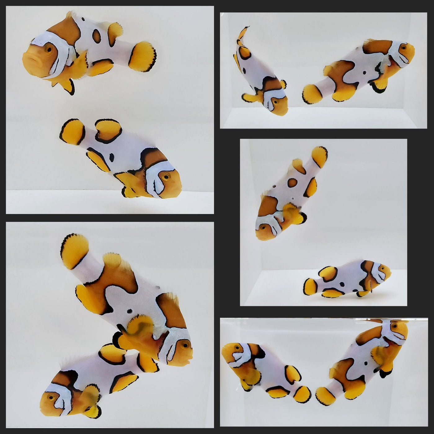 Clownfish Bonded Pair Picasso