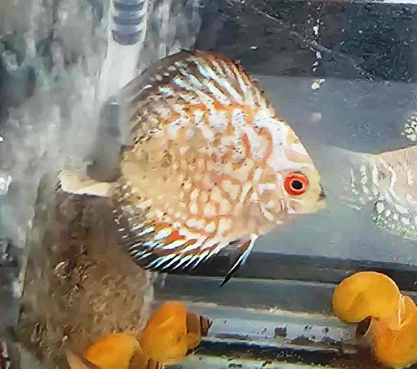 Pigeon Blood Discus