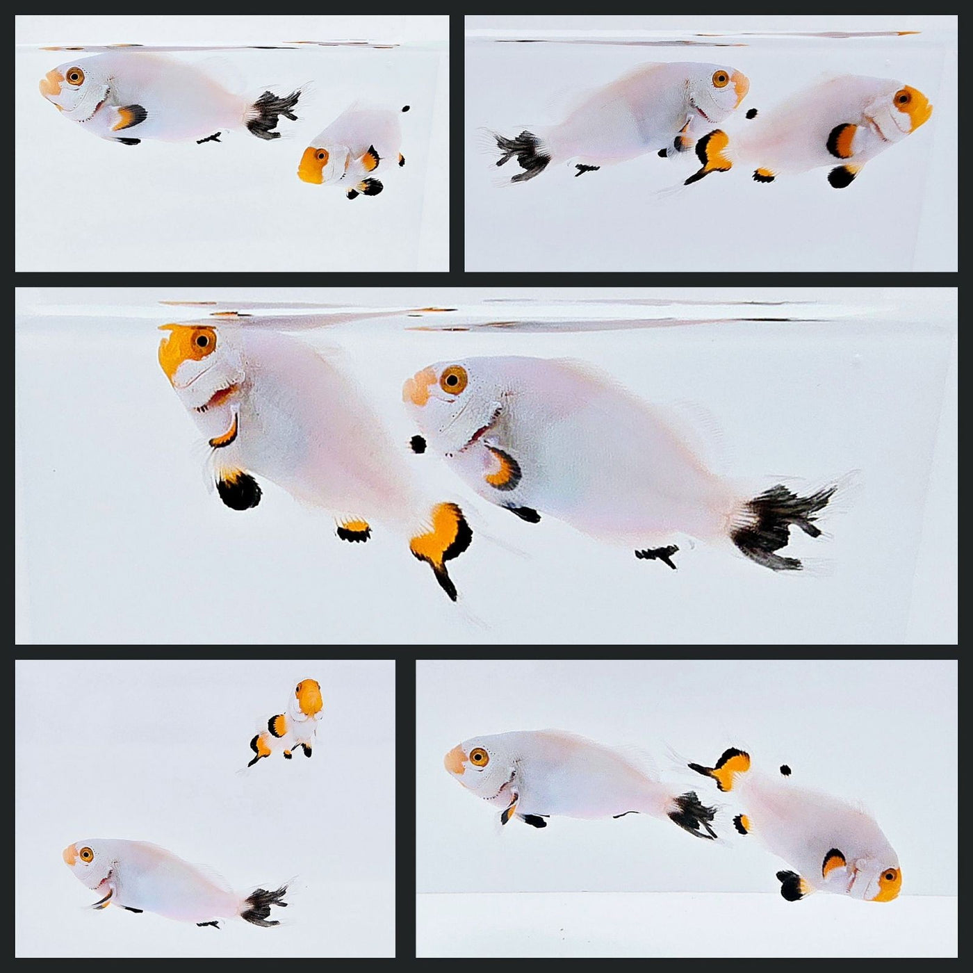 Clownfish Bonded Pair Platinum Longfin
