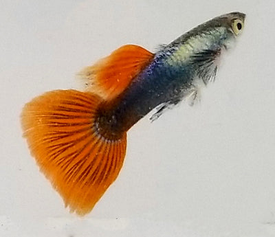 Red Dumbo Guppy Male
