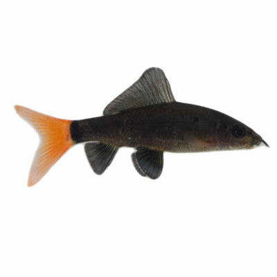 Red-Tail Black Shark