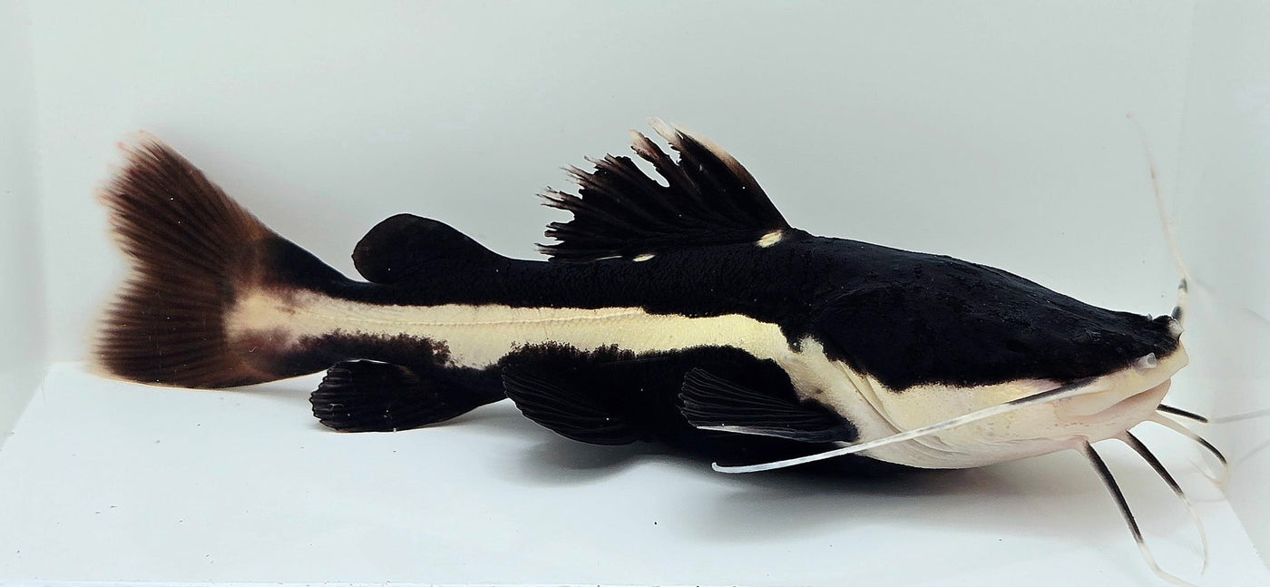 Redtail Catfish