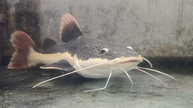 Redtail Catfish