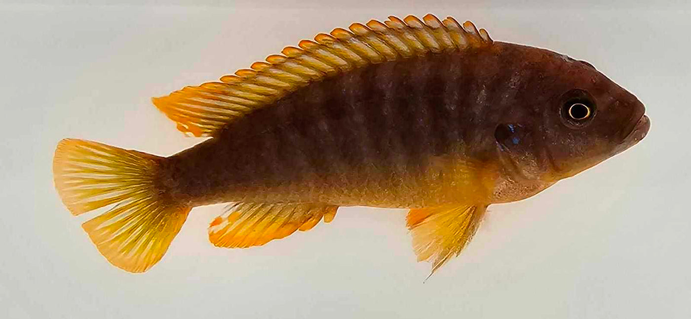 Rusty Cichlid