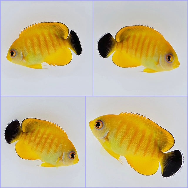 SA Tigerpyge Angelfish