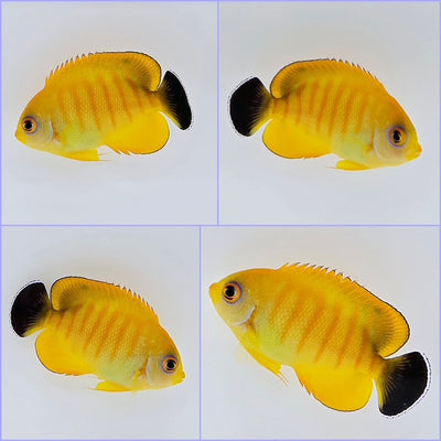 SA Tigerpyge Angelfish