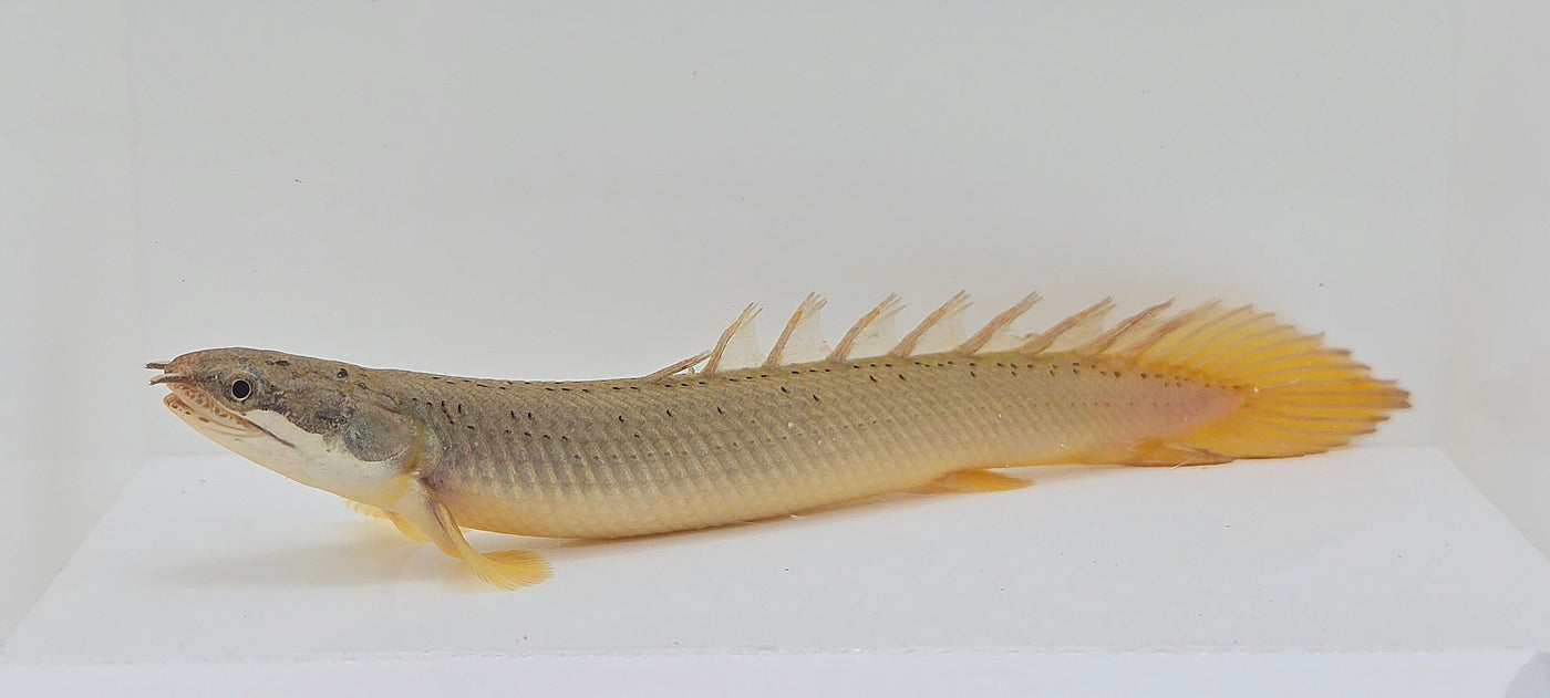 Senegal Bichir