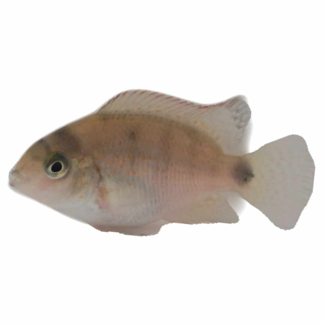 Silver Cichlid