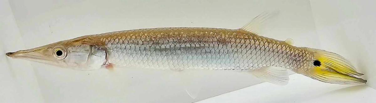 Silver Rocket Gar Freshwater Barracuda