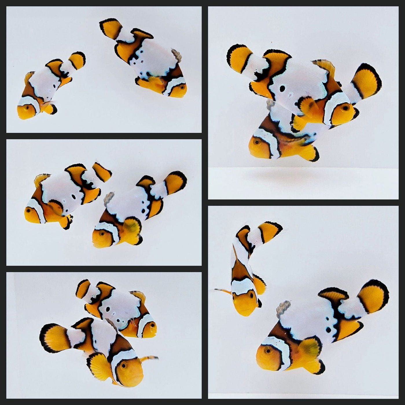 Clownfish Bonded Pair Snow Onyx
