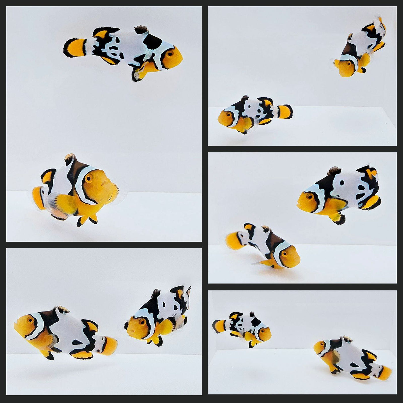 Clownfish Bonded Pair Snow Onyx