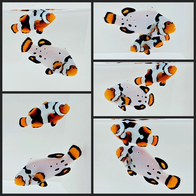 Clownfish Bonded Pair Supercell (Snow Onyx Special)/Onyx Picasso