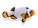 Clownfish Snow Onyx Special