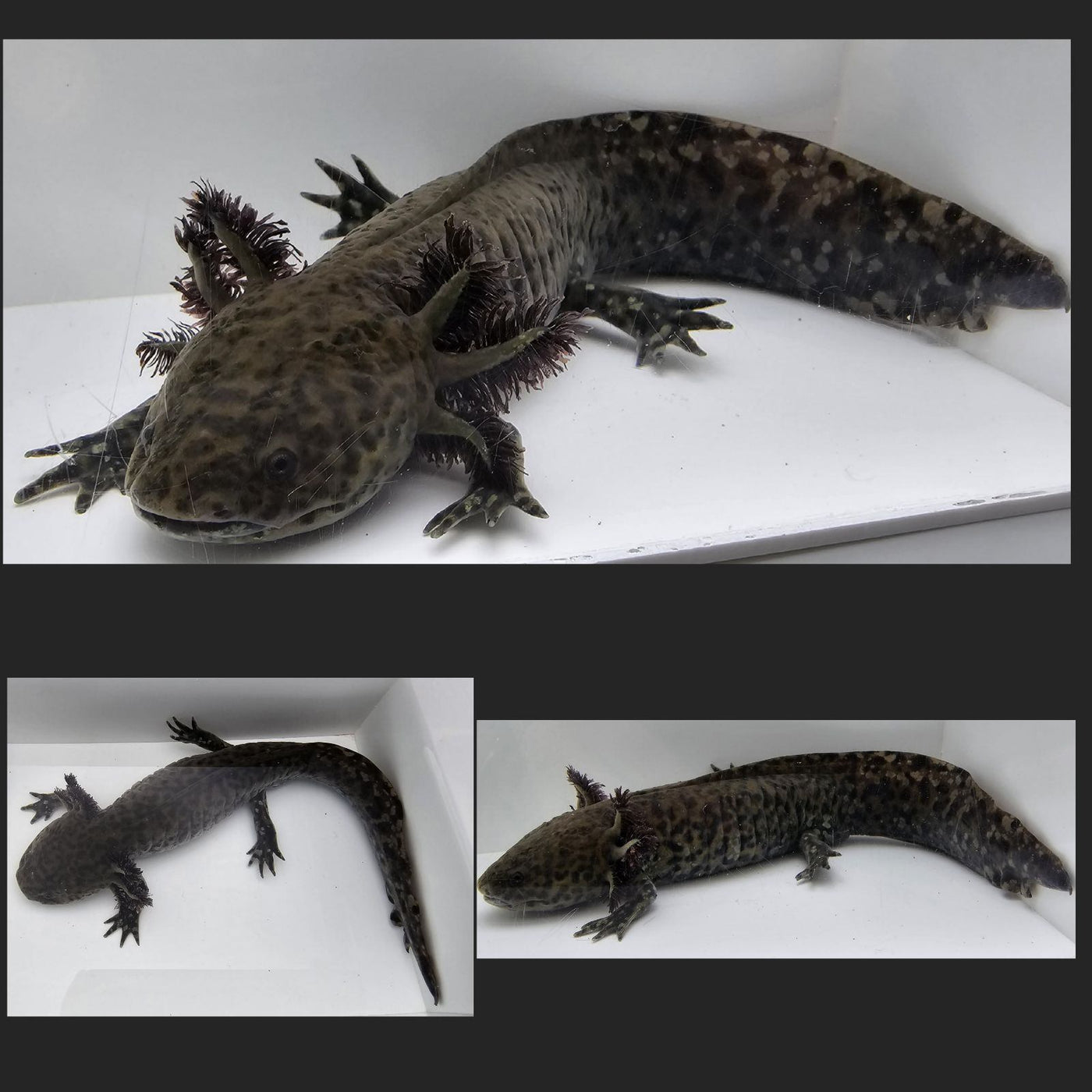 Speckled Wild-Type MALE