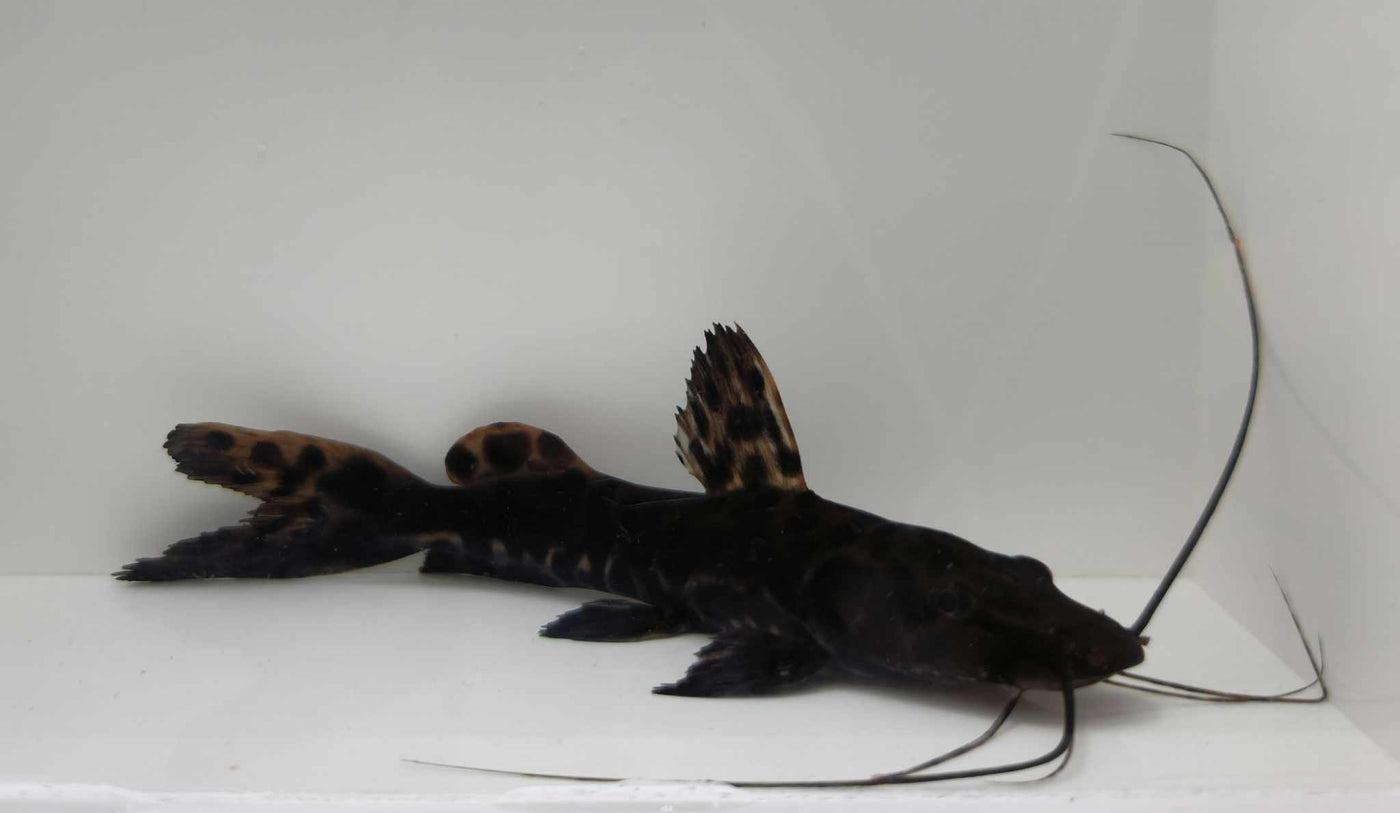 Spotted Shovelnose Catfish
