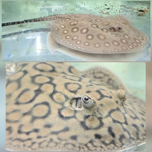 Ocellate River Stingray Male and Female Pair
