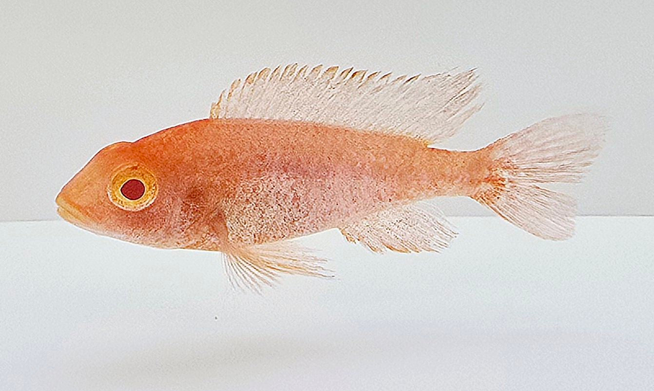 Strawberry Peacock Cichlid