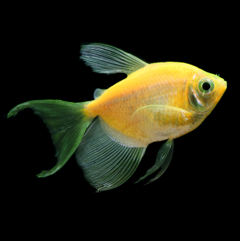 Sunburst Orange Longfin GloFish Tetra