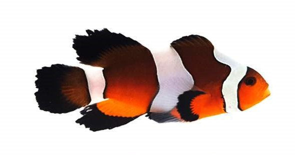 Clownfish Sunset Mocha Roundtail Longfin
