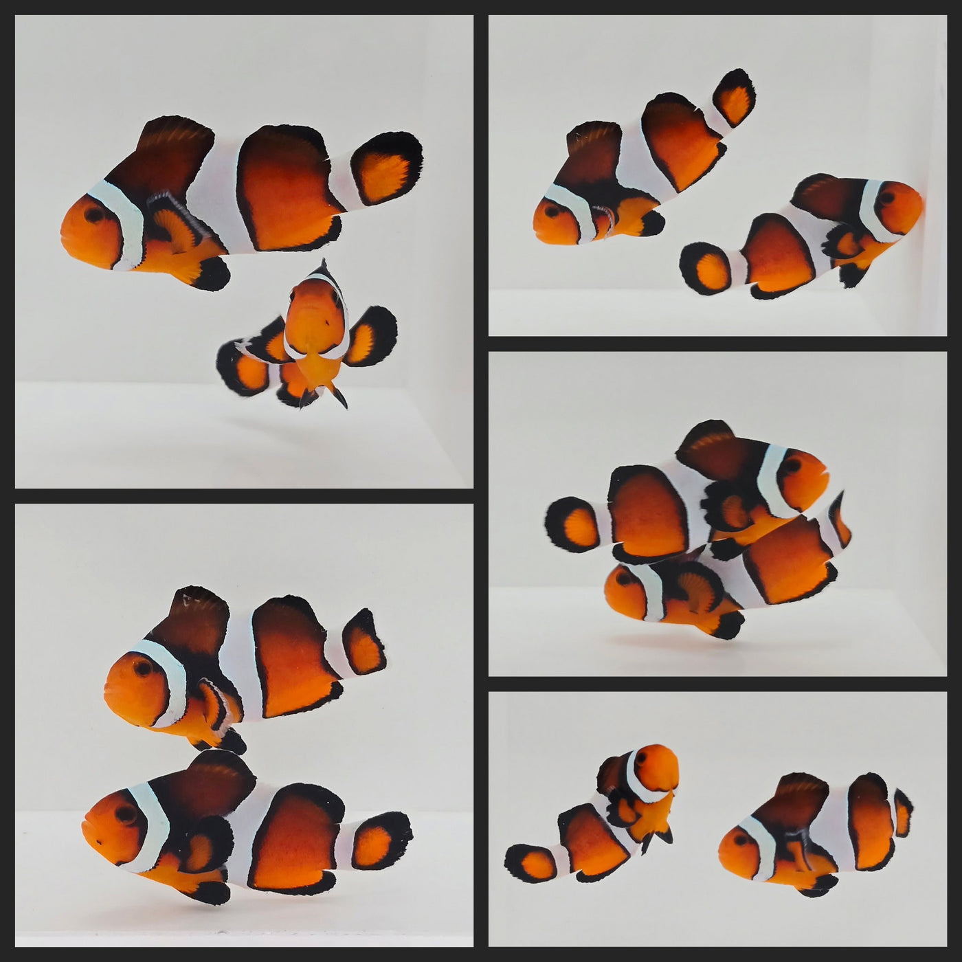 Clownfish Bonded Pair Sunset Mocha