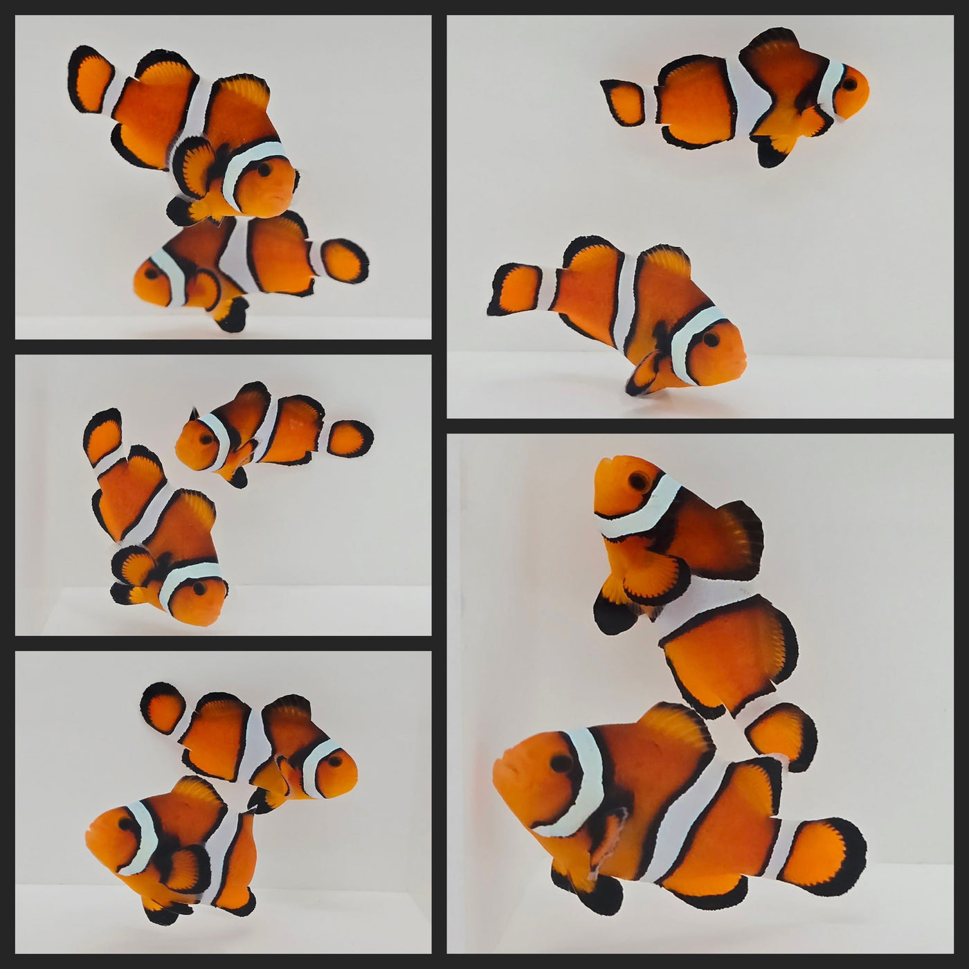Clownfish Bonded Pair Super Fancy