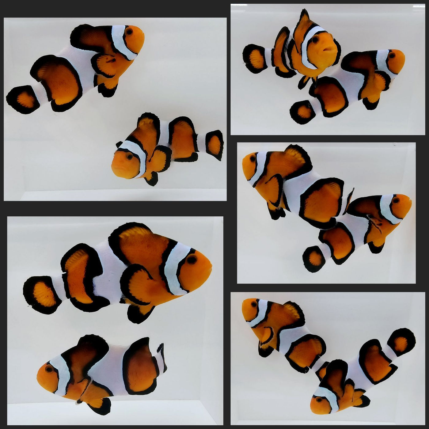 Clownfish Bonded Pair Super Fancy/Vivid Smudgy