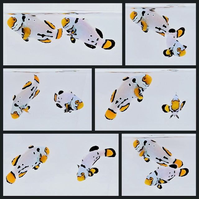 Clownfish Bonded Pair Supercell
