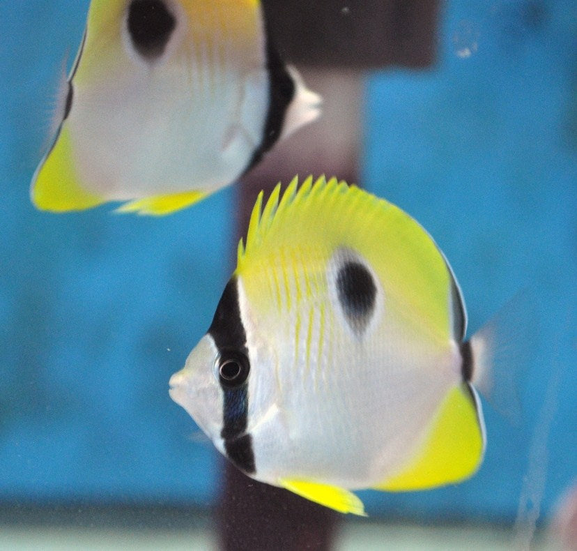 Yellow Teardrop Butterflyfish