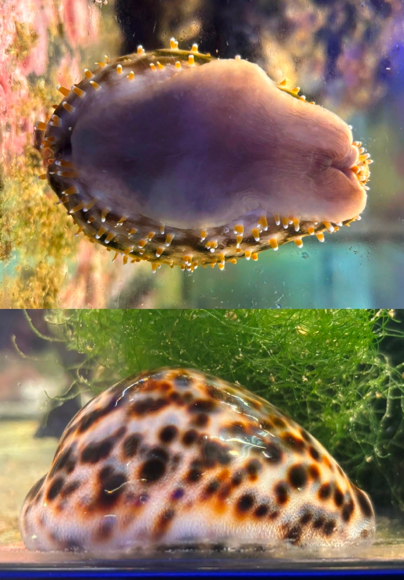 Tiger Cowrie Snail