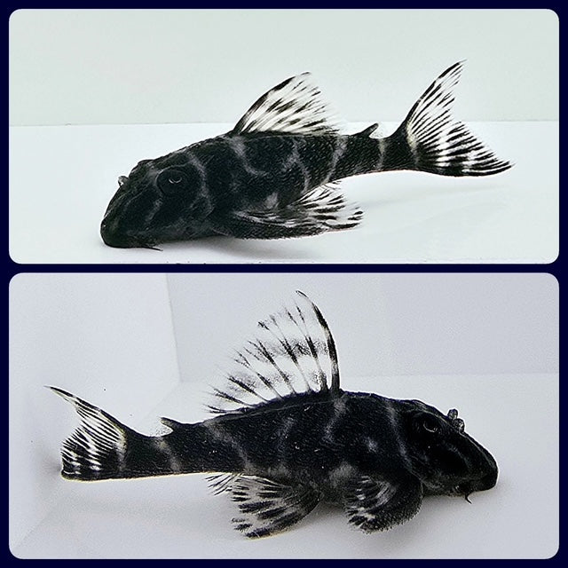 Tiger Pleco