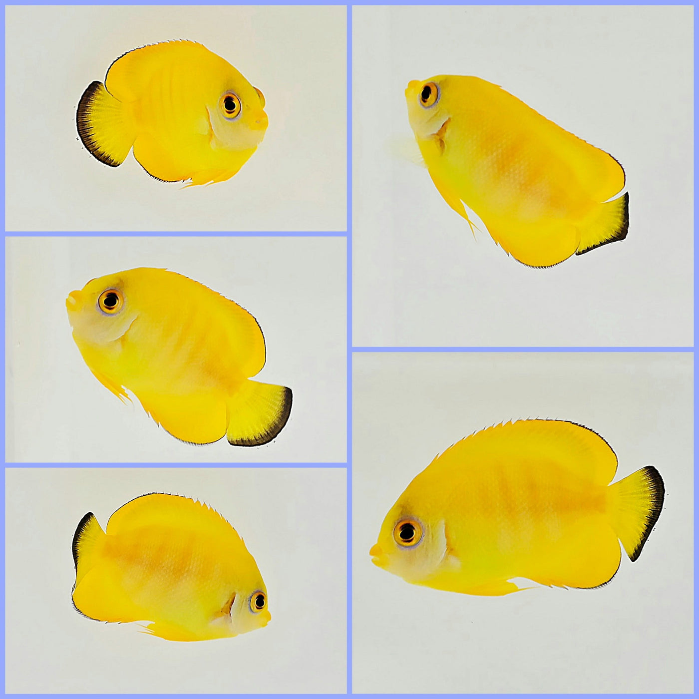 Tigerpyge Angelfish – www.coralreeftn.com