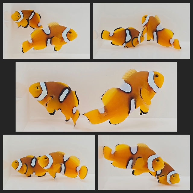 Clownfish Bonded Pair True Percula Misbar