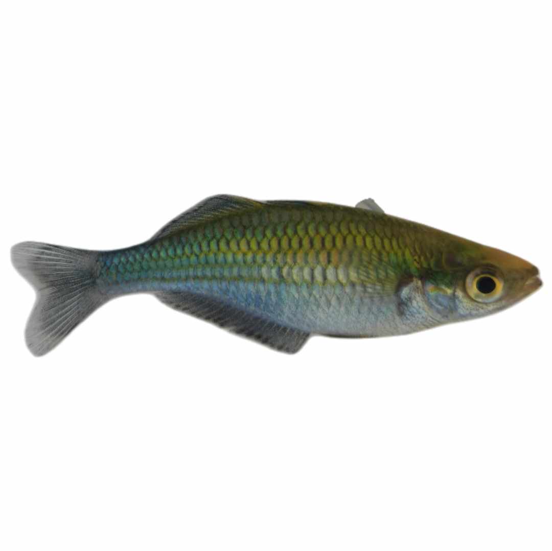 Lake Kutubu Turqoise Rainbowfish