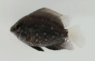 Uaru Triangle Cichlid