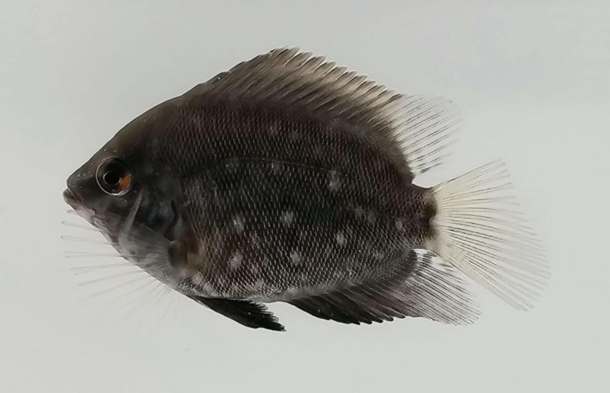 Uaru Triangle Cichlid