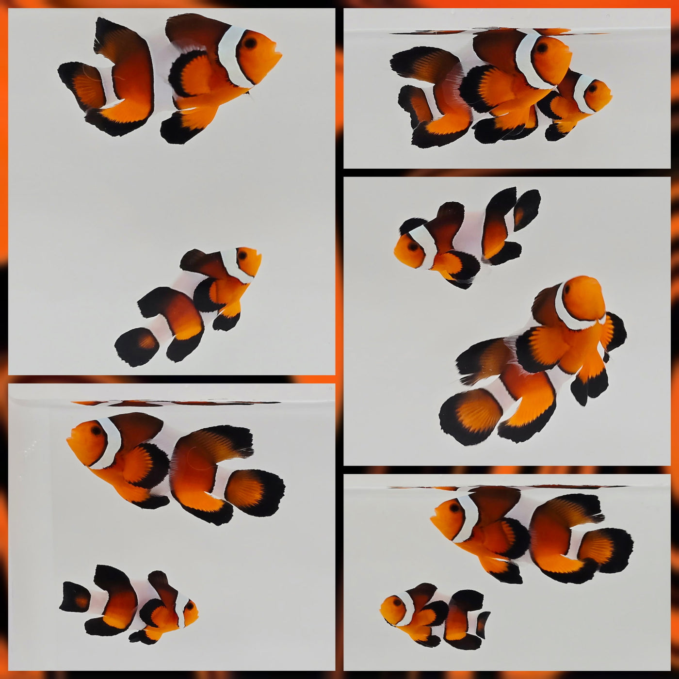 Clownfish Bonded Pair Vivid Roundtail Longfin Pumpkin Spice