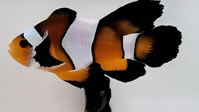 ClownfishVivid Roundtail Longfin