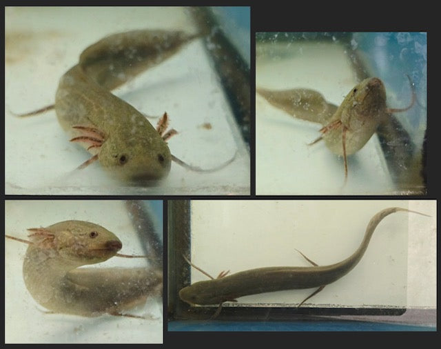 West African Lungfish