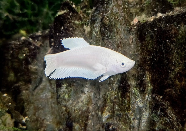 Betta Female