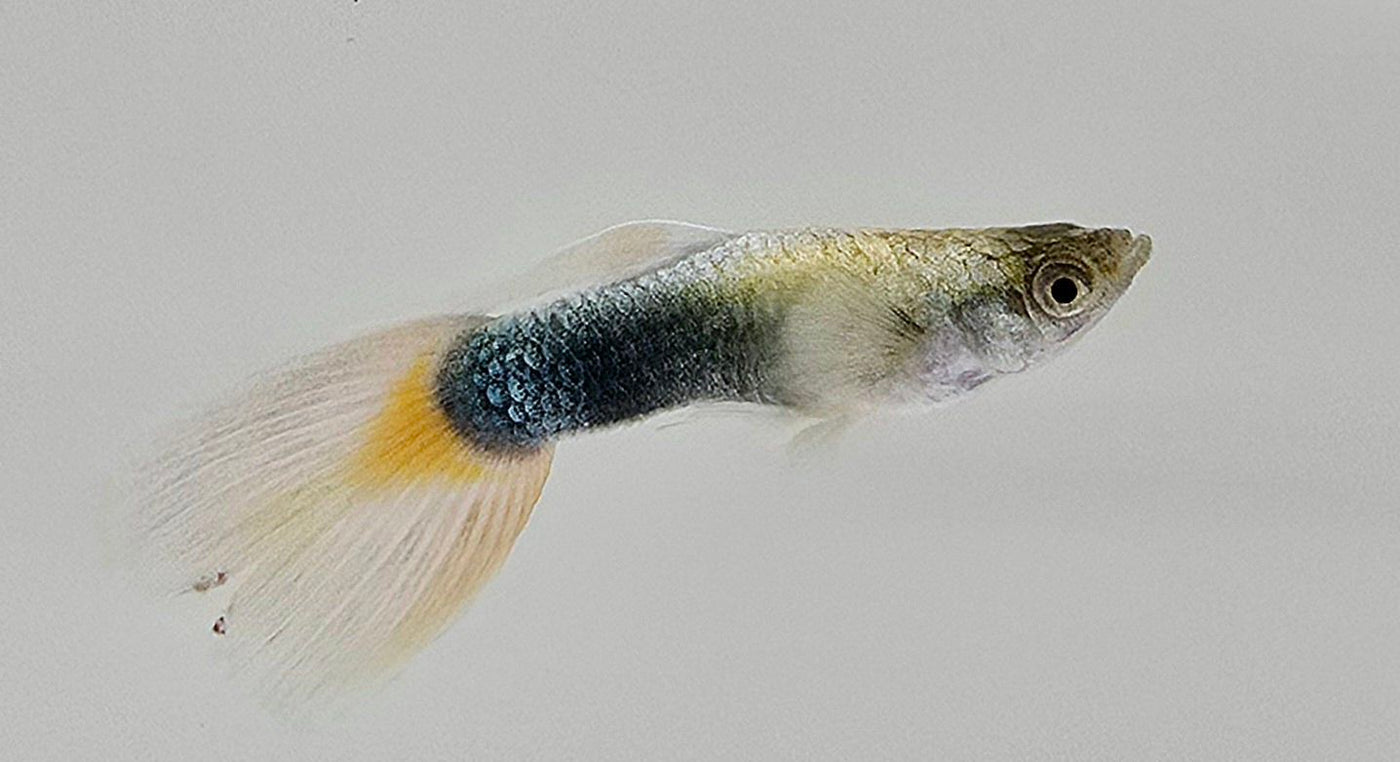White Tuxedo Guppy Male