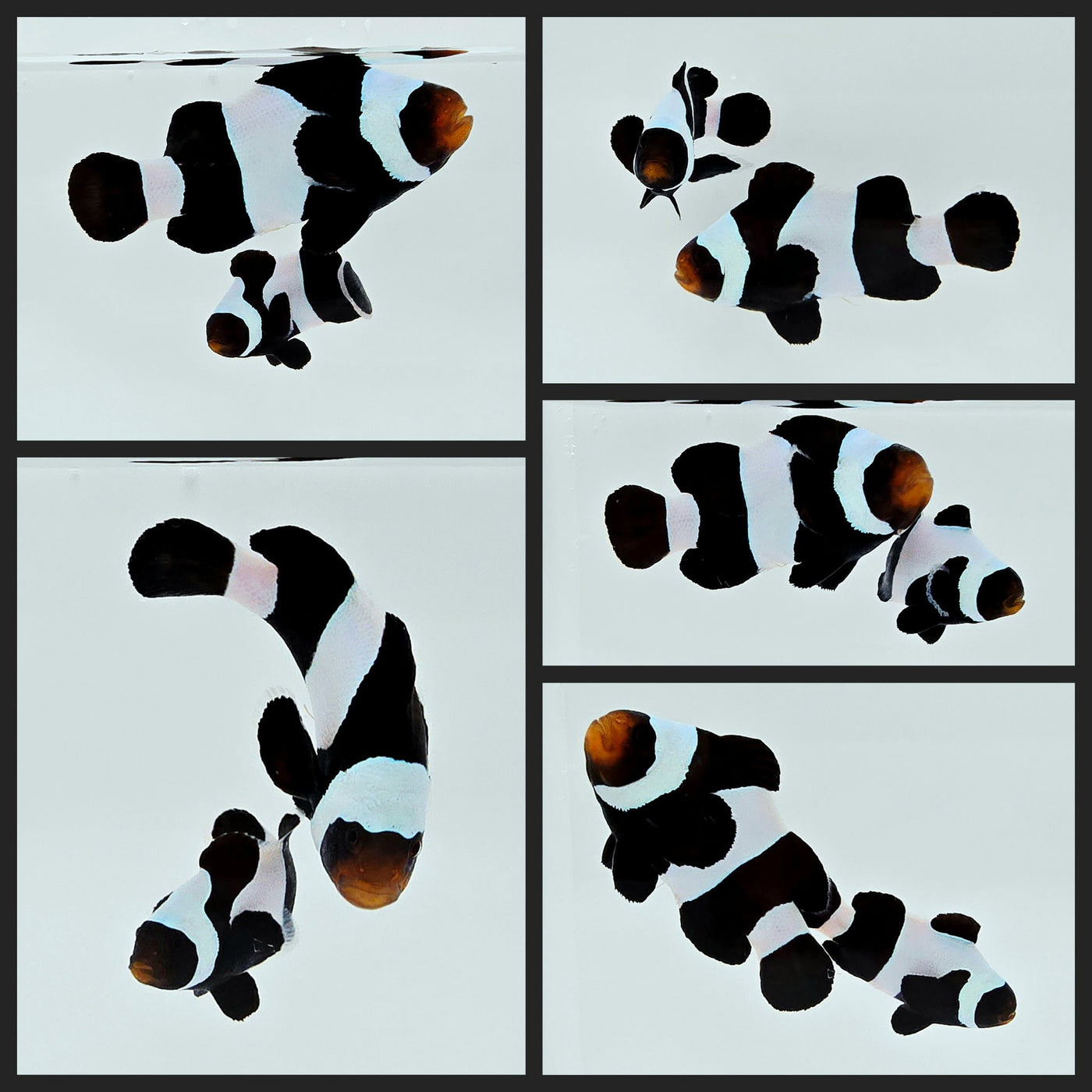 Clownfish Bonded Pair Wide-Bar Black/Black DaVinci