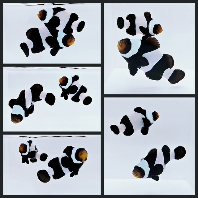 Clownfish Bonded Pair Wide-Bar Black