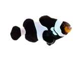 Clownfish Wide-bar Black