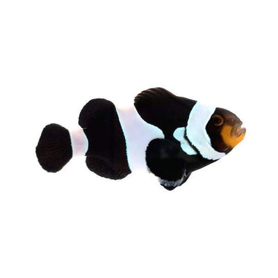 Clownfish Designer Wide-bar Black
